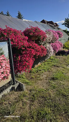 Ogrodnictwo "Zarzecze" Paula Bydelska